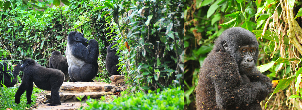 2 Days Gorilla Trekking Uganda Safari From Kigali Rwanda Tour