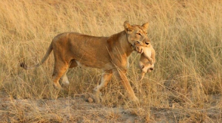 18 Days Uganda Safari