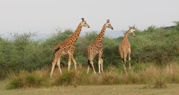 13 Days Uganda Safari Tour