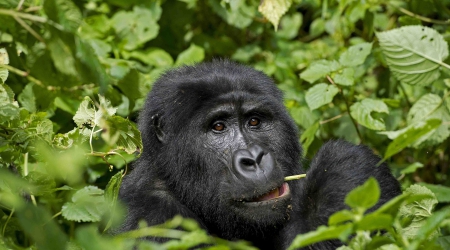 16 Days Uganda Safari Tour - Gorilla trekking in Uganda