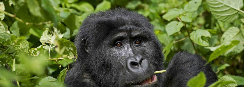 16 Days Uganda Safari Tour - Gorilla trekking in Uganda