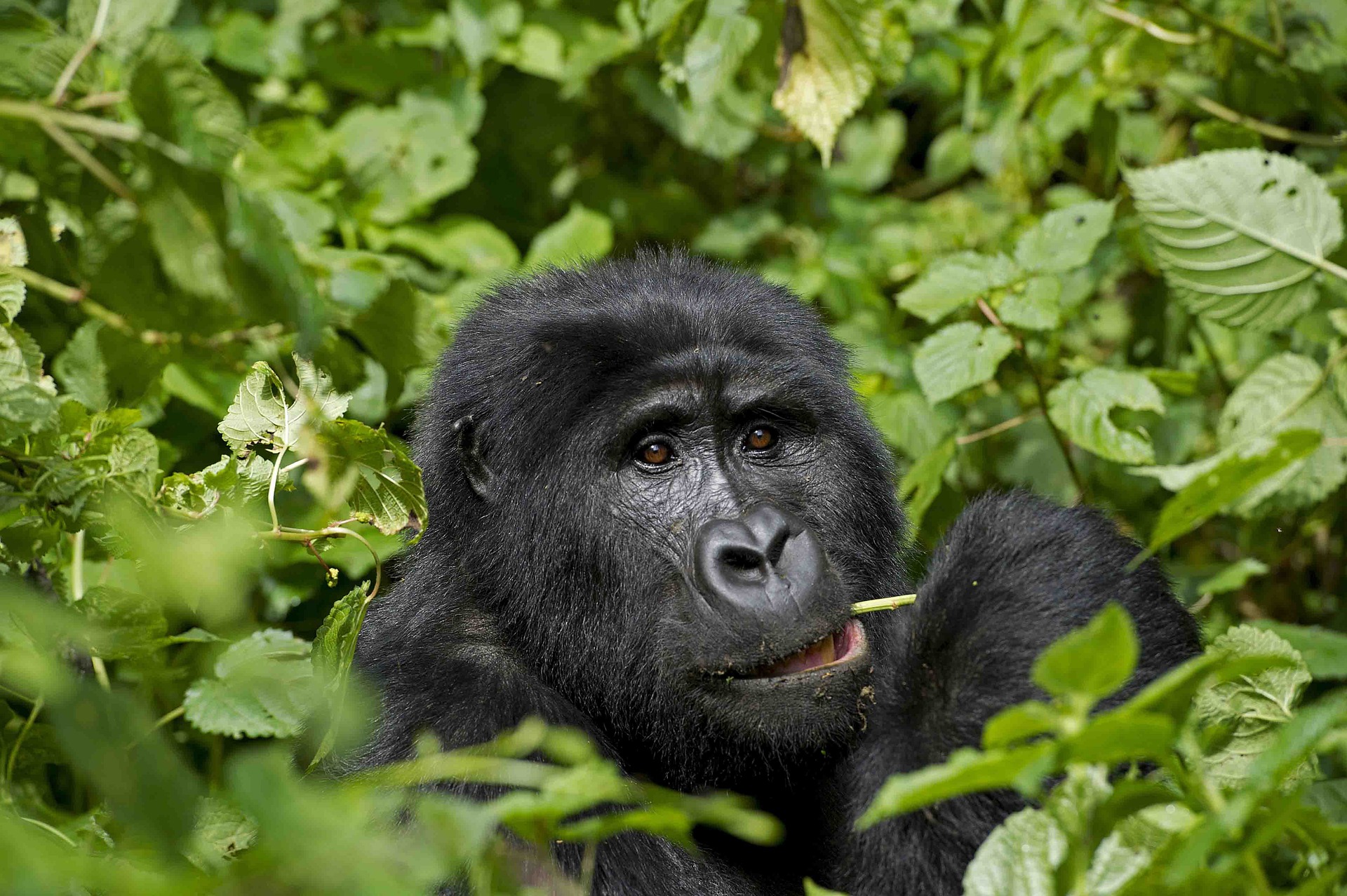 16 Days Uganda Safari Tour - Gorilla trekking in Uganda