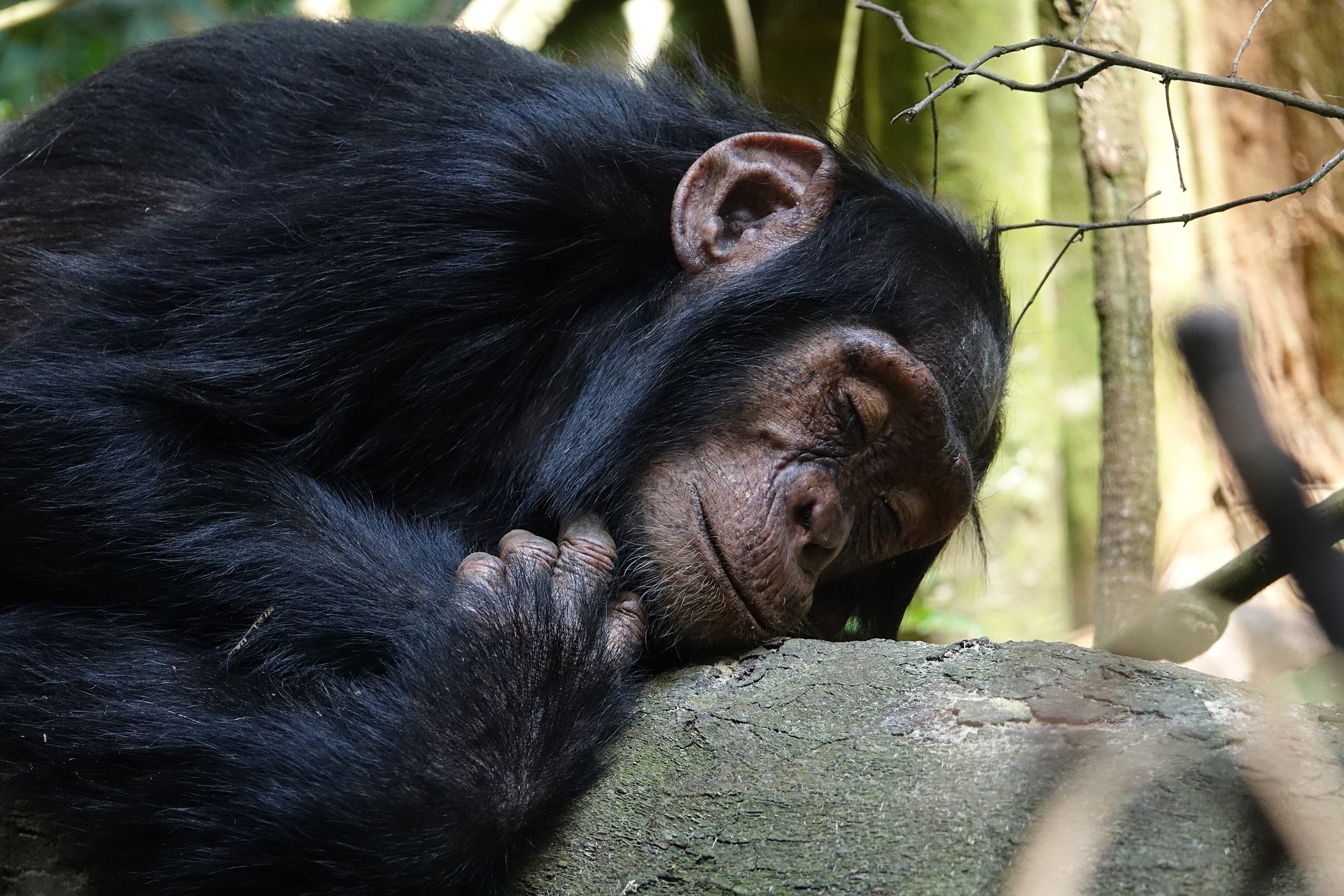 3 Days Rwanda Chimpanzee Trekking Safari Nyungwe Forest National Park