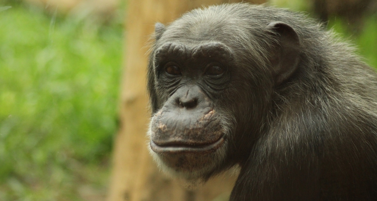8 Days Rwanda Primates & Uganda Wildlife Safari Tour
