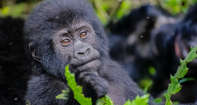 7 Days Uganda Gorilla, Chimpanzee & Wildlife Safari