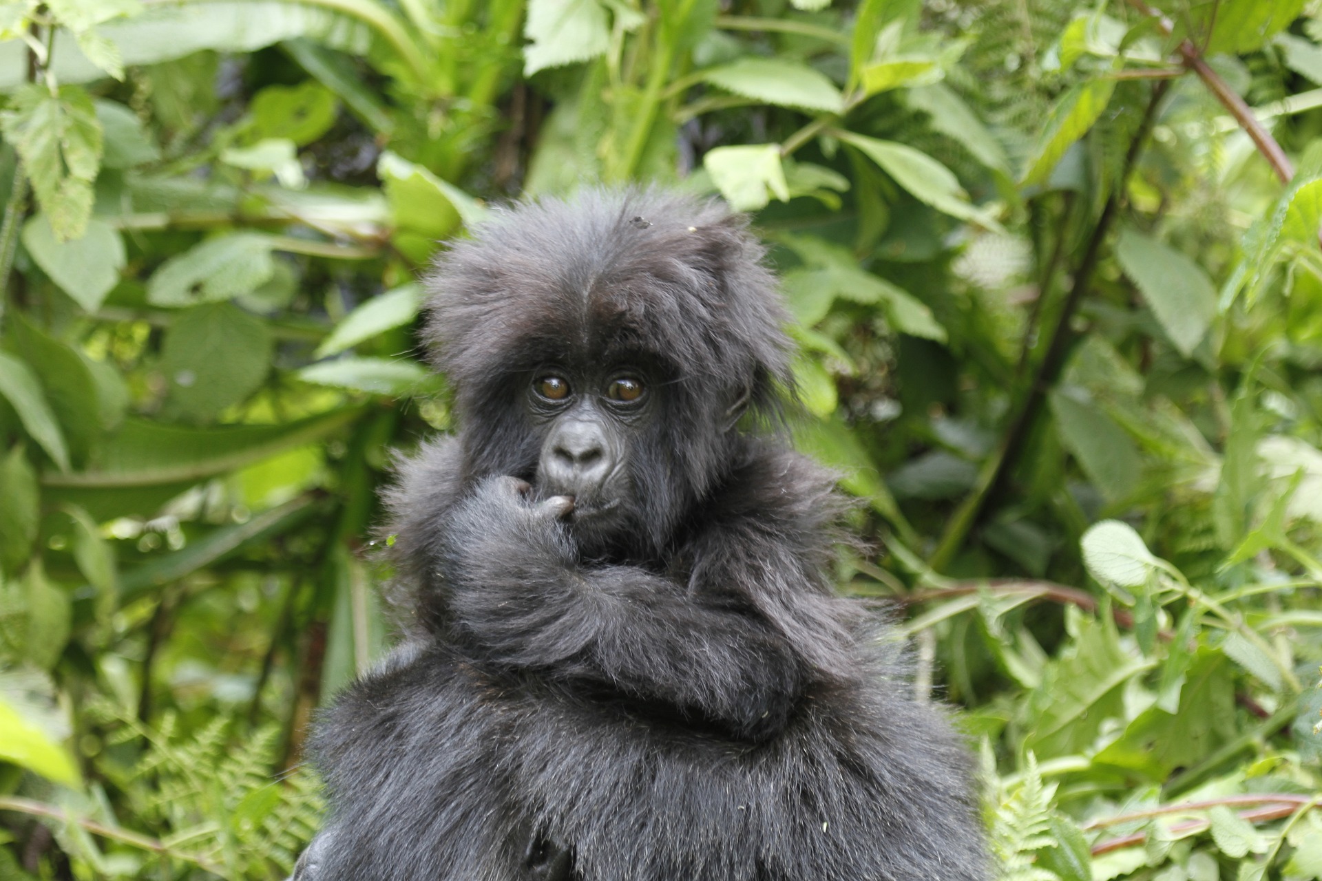 2 Days Rwanda Gorilla Tracking Safari, Mountain Gorilla Trekking Adventure
