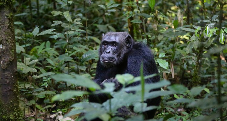 Uganda Travel Guide, Information, Advisory & Tips