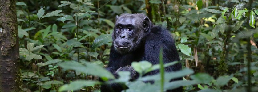 Uganda Travel Guide, Information, Advisory & Tips
