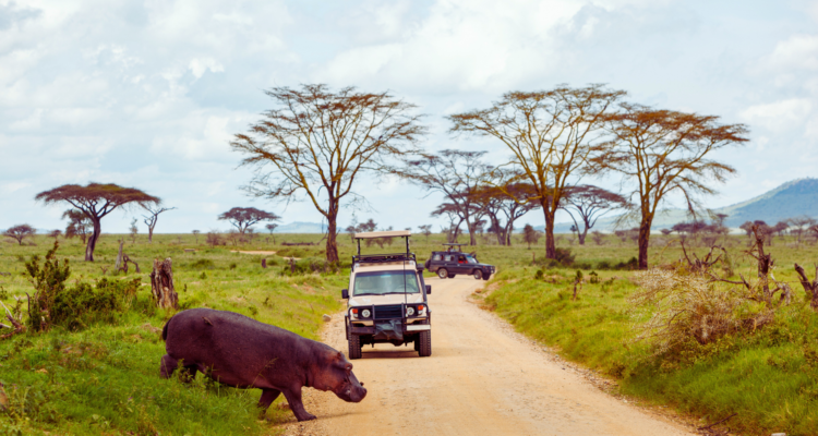 A close-up, high-definition shot of a majestic mountain gorilla silverback resting in the lush, emerald-green foliage of Bwindi Impenetrable Forest, Uganda, during a 2026 guided trekking safari.
