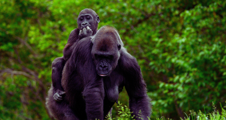 A close-up, high-definition shot of a Silverback mountain gorilla sitting amidst the lush, foggy greenery of Volcanoes National Park, Rwanda.