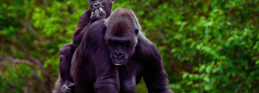 A close-up, high-definition shot of a Silverback mountain gorilla sitting amidst the lush, foggy greenery of Volcanoes National Park, Rwanda.