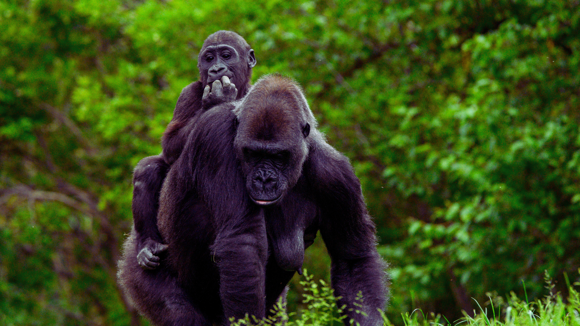 Beyond the Mist: A Connoisseur’s Guide to Rwanda Gorilla Tours ...