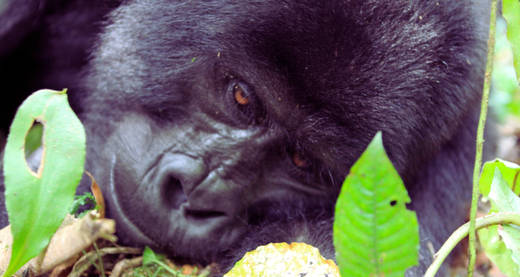 Gorilla Tracking Rwanda: The Master Guide to Uganda & Rwanda Safaris