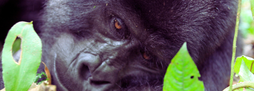 Gorilla Tracking Rwanda: The Master Guide to Uganda & Rwanda Safaris