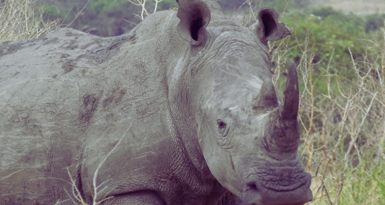 The Heart of the Experience: Gorilla Tracking in Rwanda