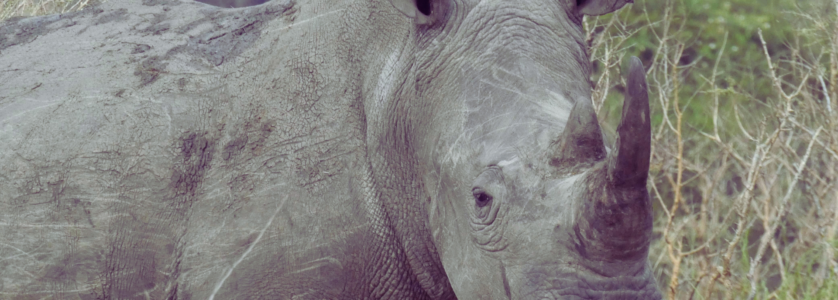 The Heart of the Experience: Gorilla Tracking in Rwanda