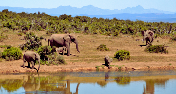 A group of travelers on a guided safari trek through the lush, misty greenery of Rwanda’s Volcanoes National Park, observing a mountain gorilla in its natural habitat.