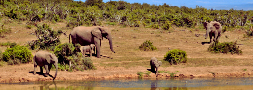 A group of travelers on a guided safari trek through the lush, misty greenery of Rwanda’s Volcanoes National Park, observing a mountain gorilla in its natural habitat.
