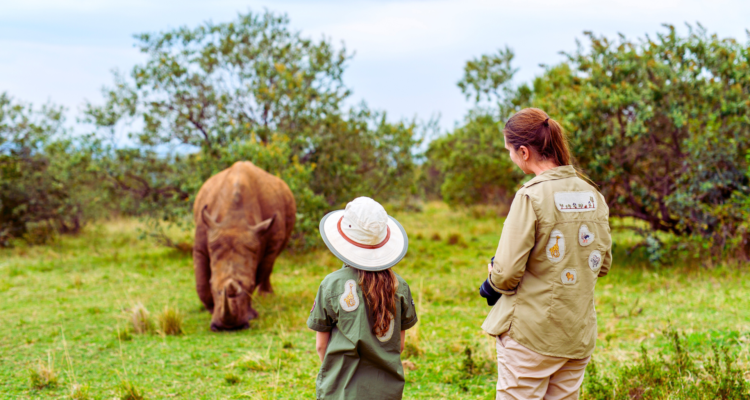 A majestic Silverback Mountain Gorilla sitting in the lush green foliage of Volcanoes National Park, Rwanda, during a 2026 trekking expedition.
