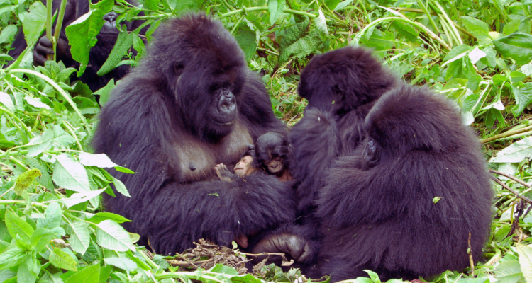 A silverback mountain gorilla sitting amidst lush green foliage in Rwanda's Volcanoes National Park, looking directly toward the camera with a calm expression.