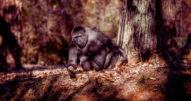 A majestic silverback mountain gorilla in the dense green foliage of Bwindi Impenetrable National Park, Uganda, during a 2026 trekking expedition.