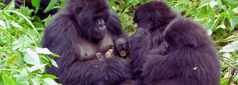 A silverback mountain gorilla sitting amidst lush green foliage in Rwanda's Volcanoes National Park, looking directly toward the camera with a calm expression.