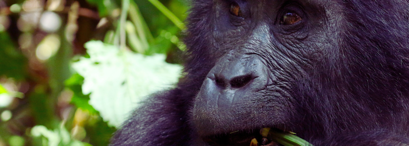 A close-up of a majestic mountain gorilla resting in the lush, emerald-green foliage of Uganda’s Bwindi Impenetrable Forest.
