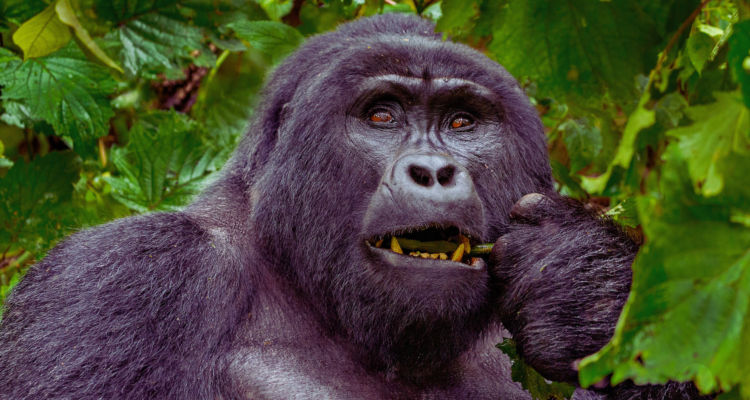 A mountain gorilla silverback sitting in the lush green foliage of Bwindi Impenetrable National Park, Uganda.