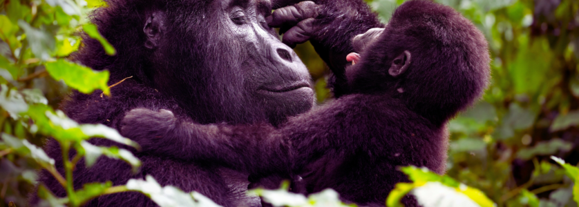 Accessibility and descriptive context for screen readers.