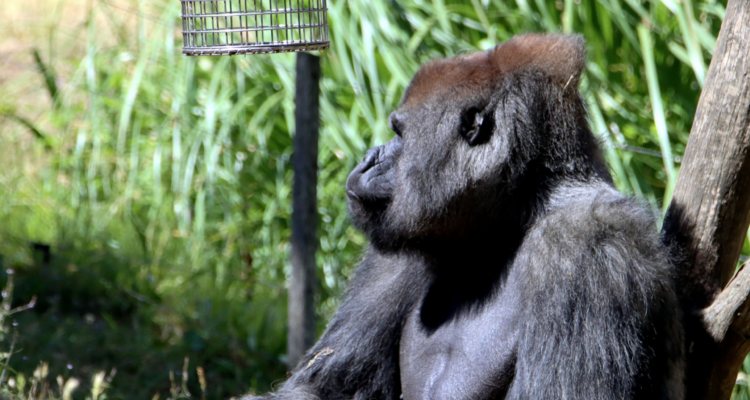 Rwanda Gorilla Tours
