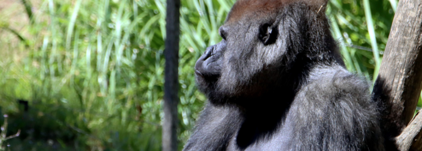 Rwanda Gorilla Tours
