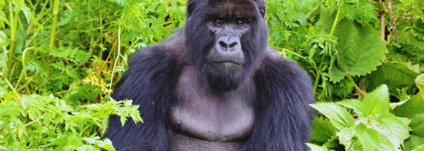 Visit Rwanda