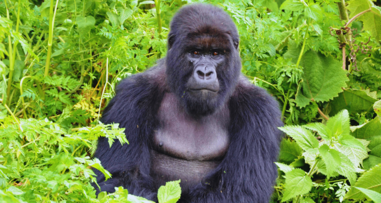 Safaris in Rwanda