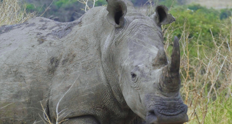 Rwanda Tours