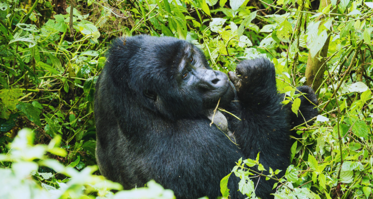 Uganda Safari Packages
