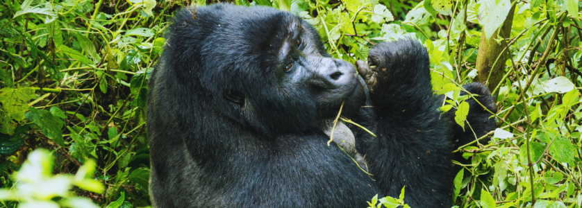 Uganda Safari Packages