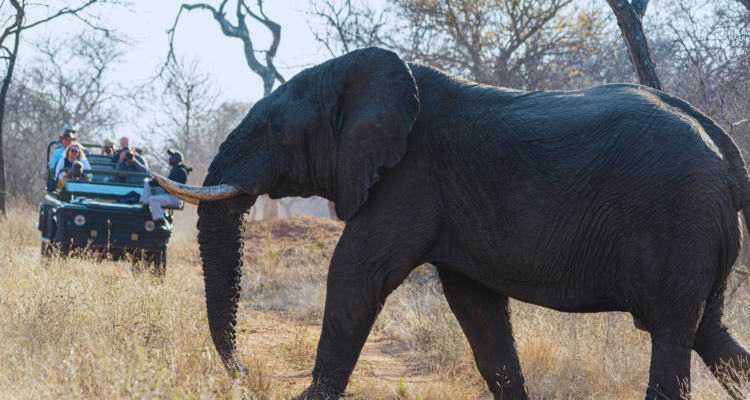 Uganda Tours and Safaris