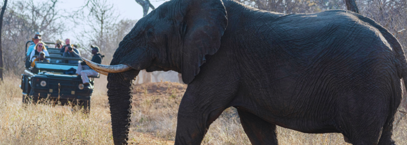 Uganda Tours and Safaris