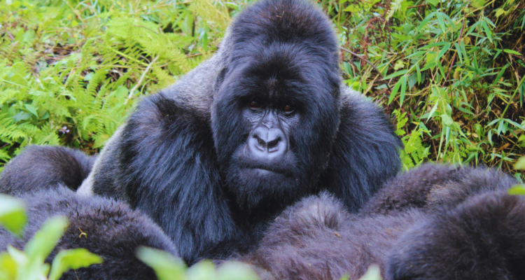 Gorilla Trekking Uganda