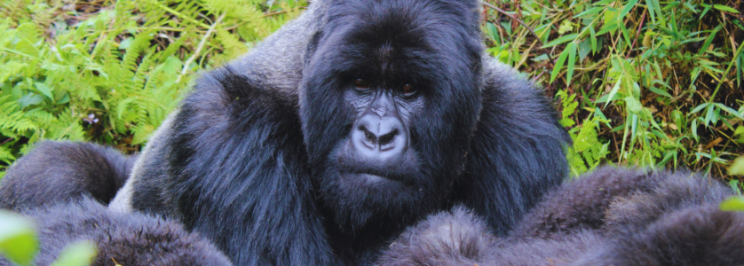 Gorilla Trekking Uganda