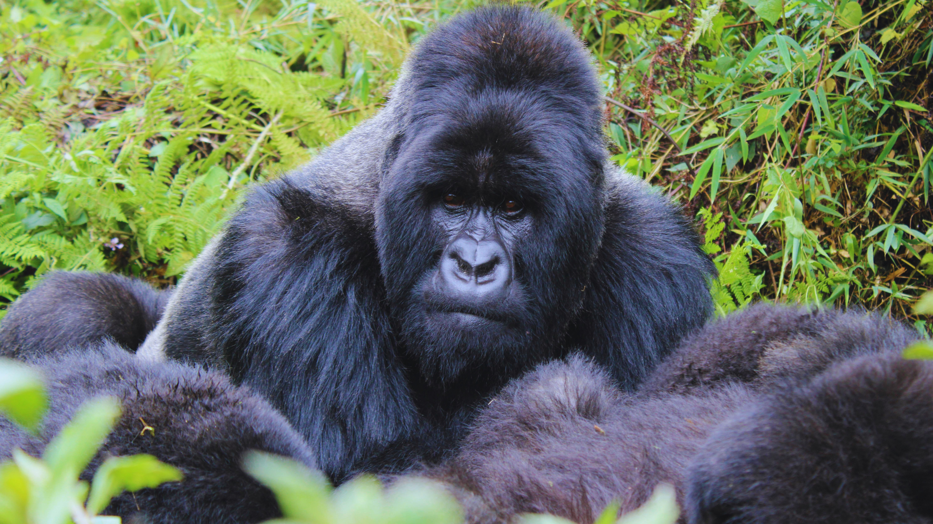 Rwanda Travel FAQs