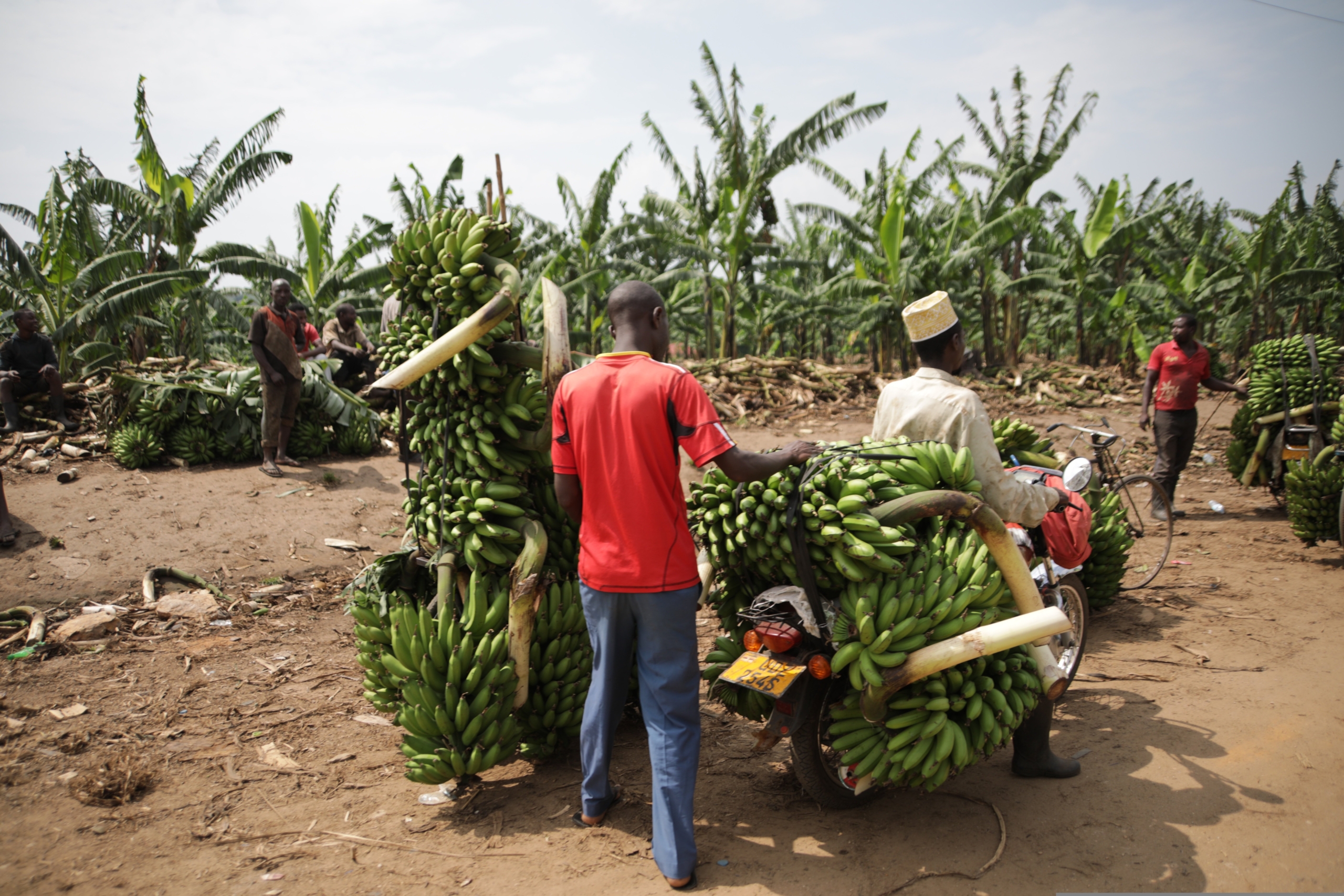  Uganda Travel