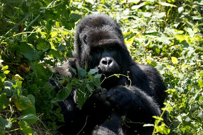 Uganda Travel Advisory