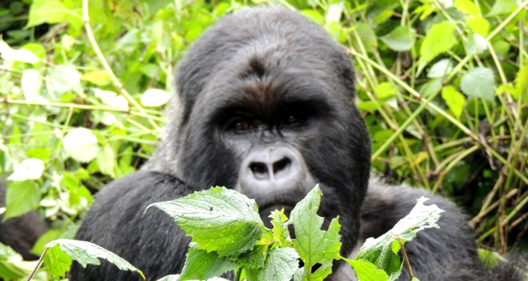 Rwanda Wildlife Safaris
