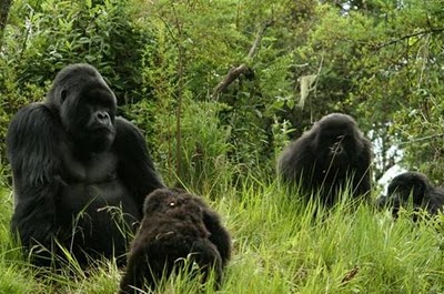 Rwanda Gorilla Groups